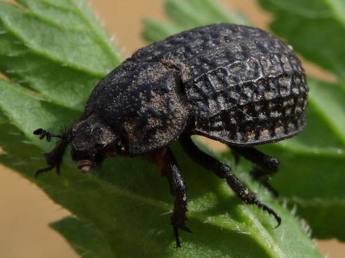 Trox clathratus